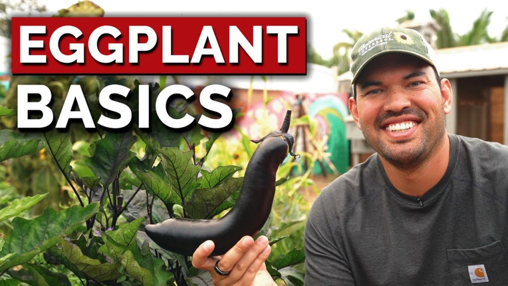 Grow Epic Eggplants | Varieties, Growing, & Harvesting Tips