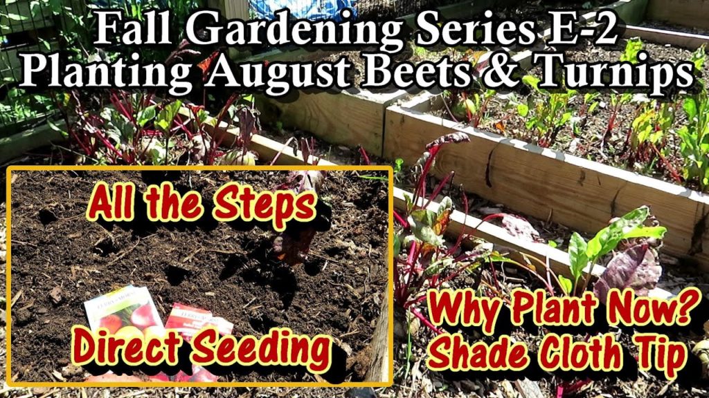 How to & Why You Plant Beets & Turnips in August: Cool Crops! Planting & Planning a Fall Garden E2