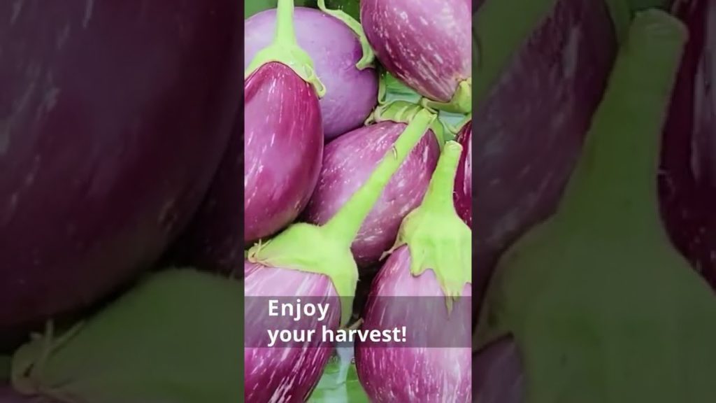 Boost your eggplant harvests! #shorts #eggplant #vegetables