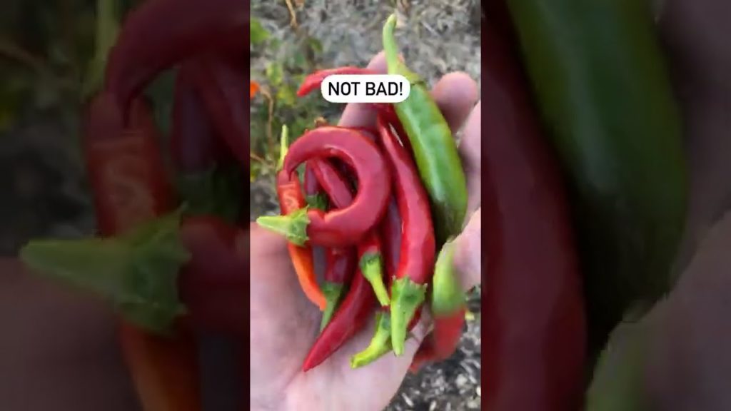 Growing the same pepper next year!