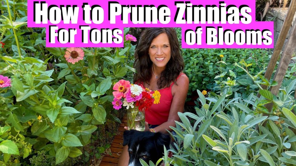 3 Ways to Prune Zinnias for Tons of Blooms All Summer 🌺