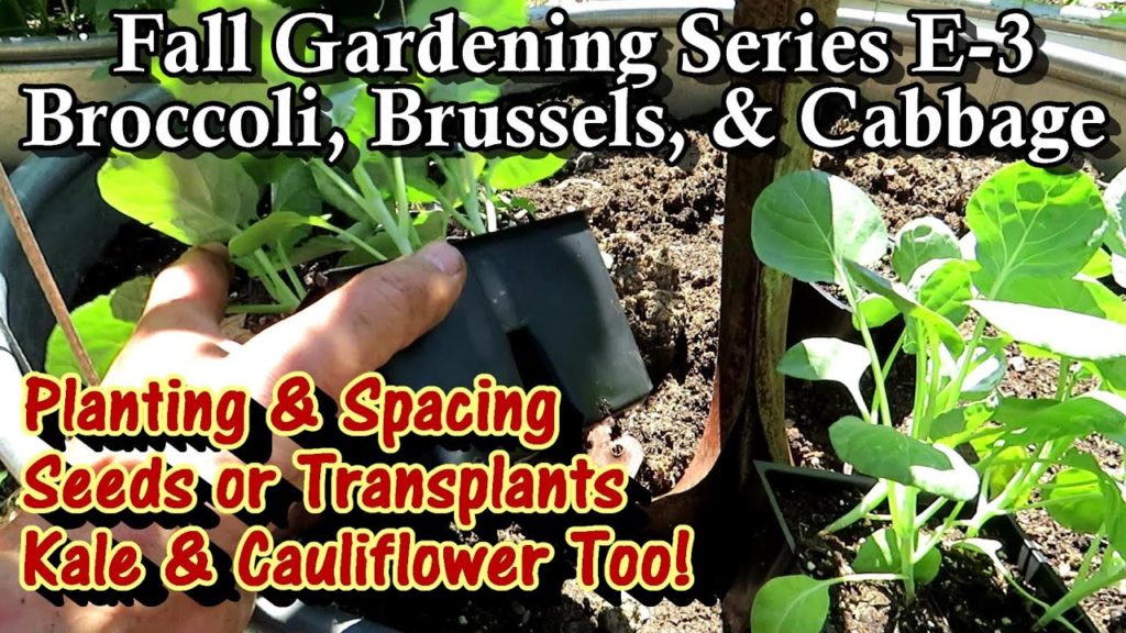 Starting & Planting Broccoli, Brussels, Cabbage, Kale & More: Planting & Planning a Fall Garden E3