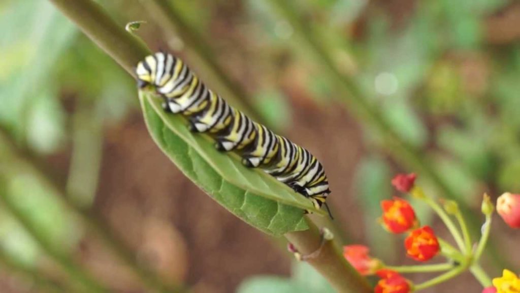 Monarch and Puccini Clip