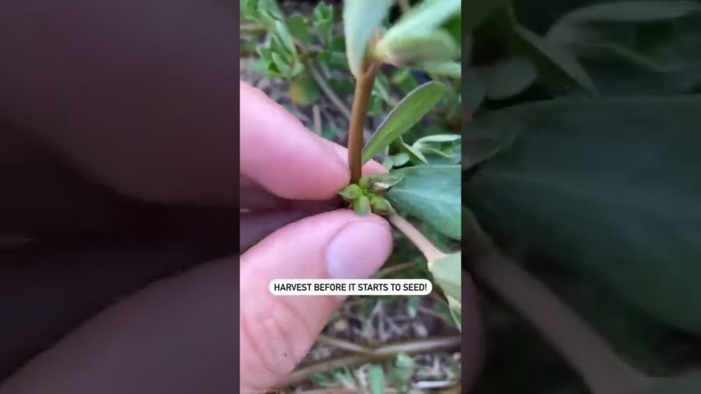 This common "weed" is actually delicious