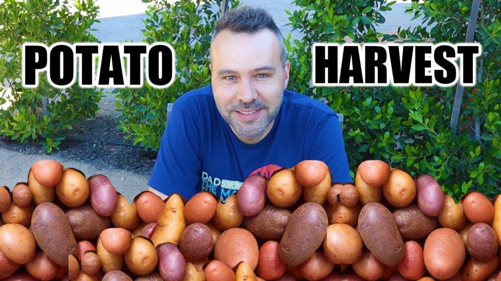 California Garden TV: How to Dig, CURE and Store Potatoes How to Dig, CURE and Store Potatoes