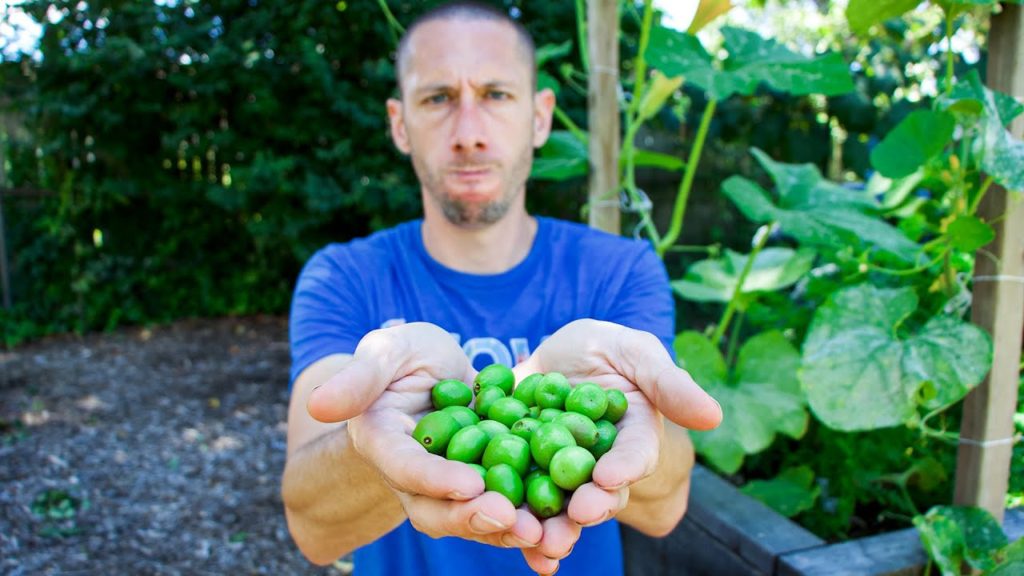 James Prigioni: COMPLETE WASTE OF TIME, 5 Crops I Will NEVER Grow Again in my Garden! COMPLETE WASTE OF TIME, 5 Crops I Will NEVER Grow Again in my Garden!