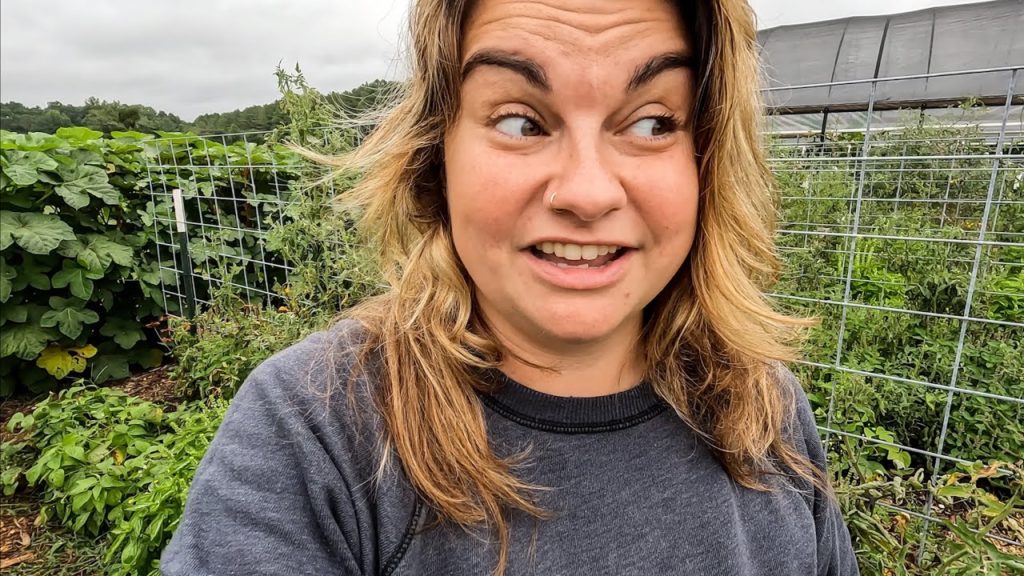 Roots and Refuge Farm: Tomato Harvest (and our graduation to COWculus) | VLOG Tomato Harvest (and our graduation to COWculus) | VLOG