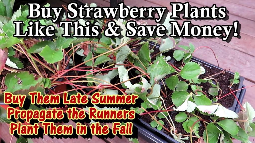 Purchasing & Propagating Strawberry Plants for Fall Planting: Save Money & Plant Them in the Fall