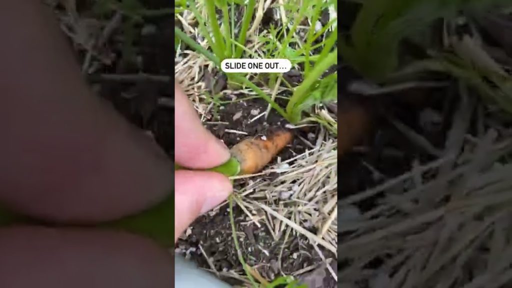 Simple tip for bigger carrots