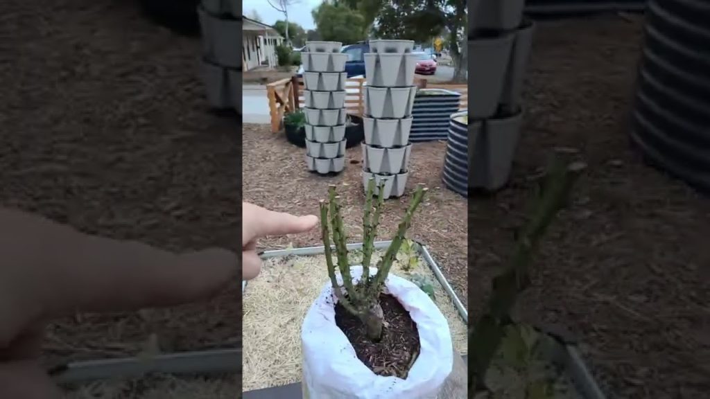 How to prune roses correctly