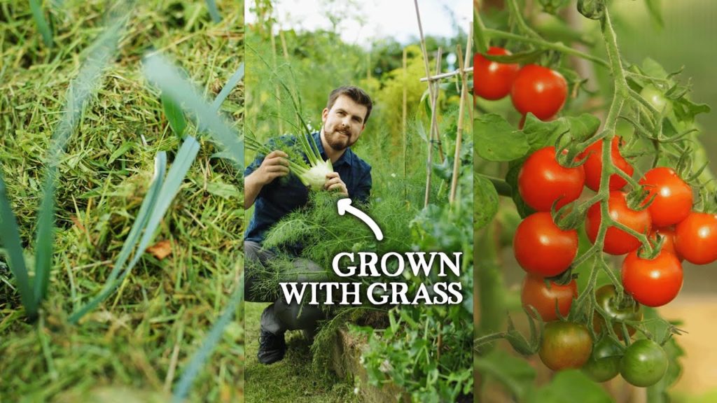 How Grass Clippings Saved My Garden #shorts