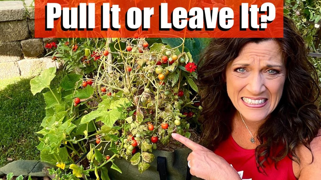 When to Pull at Plant at End of Season & What to Plant Now 🥬🍅🥒