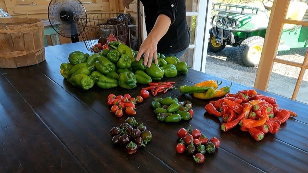 Garden Answer: Harvesting a Bunch of Produce! π½π«πΆπ (Onions, Beans, Peppers, Corn & Berries!) // Garden Answer Harvesting a Bunch of Produce! π½π«πΆπ (Onions, Beans, Peppers, Corn & Berries!) // Garden Answer