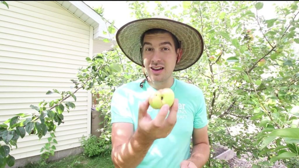 MIgardener: What Makes Apples Misshapen or Lumpy + How To Fix It! What Makes Apples Misshapen or Lumpy + How To Fix It!