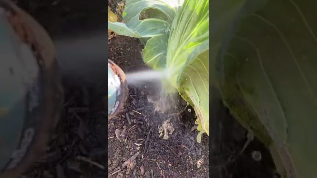 Blasting aphids off of plants with water