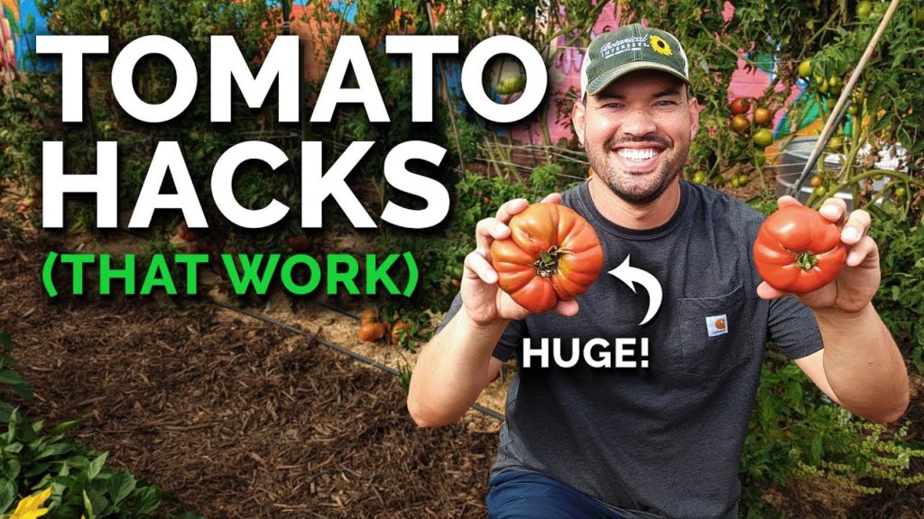 Epic Gardening: 9 Tomato Growing Tips (That Actually Work) 9 Tomato Growing Tips (That Actually Work)