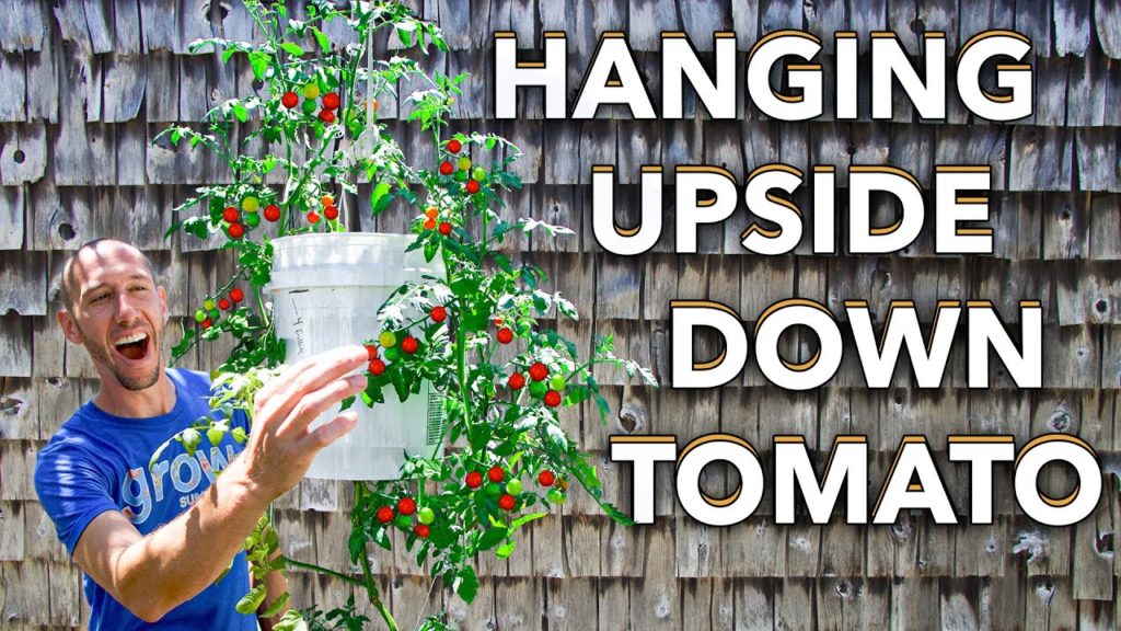 And They Said I was CRAZY for Growing a Hanging Upside Down Tomato Plant...