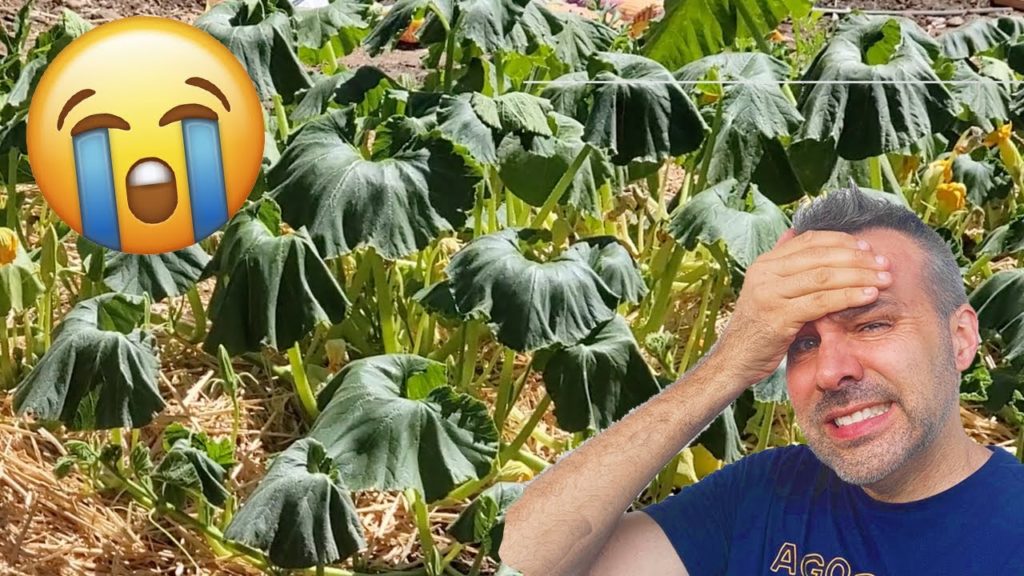 California Garden TV: Why Do My SQUASH Look Like This? Why Do My SQUASH Look Like This?