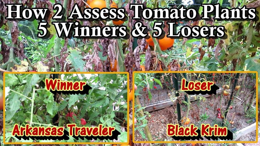 Gary Pilarchik: 5 Tomato Variety Keepers & 5 Tomato Variety Losers: How to Assess Your Garden Plants Every Year! 5 Tomato Variety Keepers & 5 Tomato Variety Losers: How to Assess Your Garden Plants Every Year!