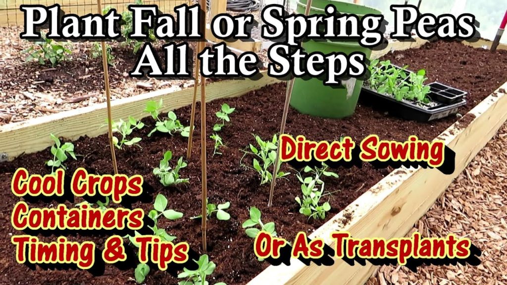 Planting Fall & Spring Peas: Strategies, Differences, Seeds, Transplants, Containers, and Earth Beds