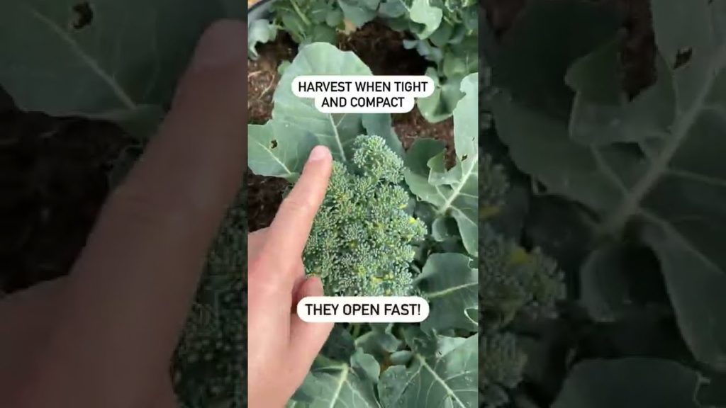 Don't make this broccoli growing mistake