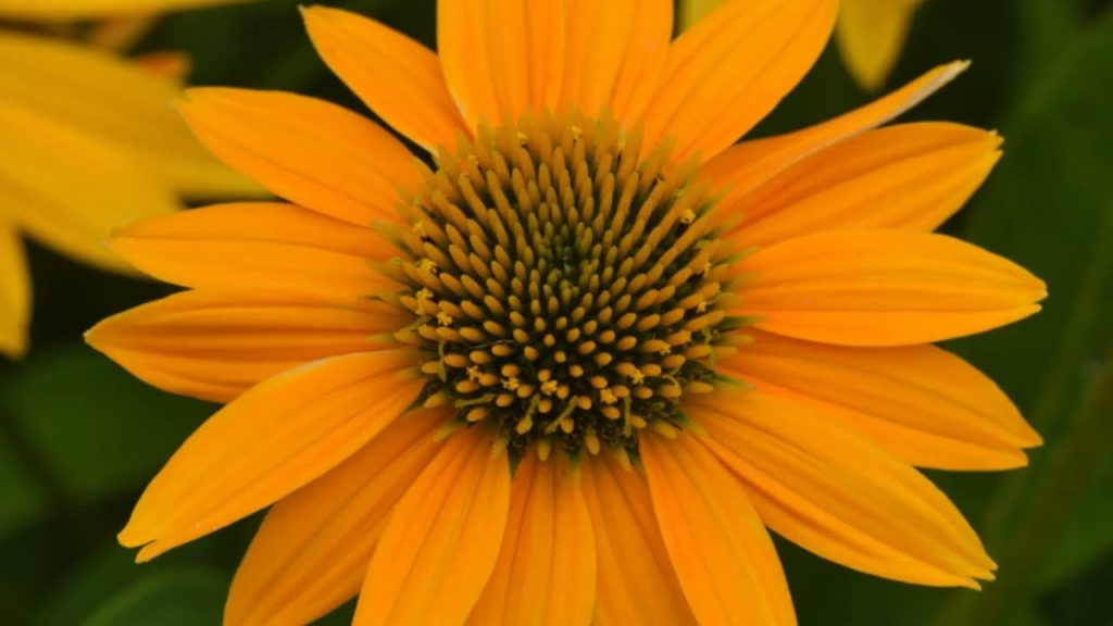 Echinacea Artisan Yellow Ombre F1