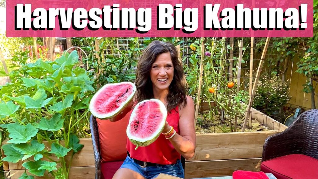 Big Kahuna Watermelon Harvest - First in 9 Years! 🍉
