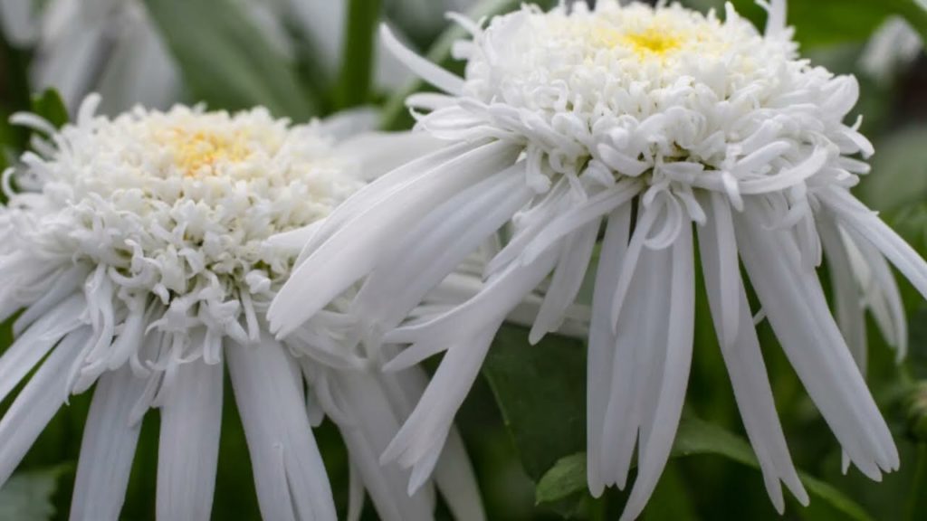 Leucanthemum Carpet Angel ®