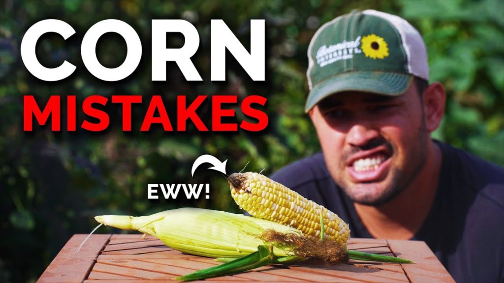 Epic Gardening: 7 Corn Growing Mistakes to Avoid 7 Corn Growing Mistakes to Avoid
