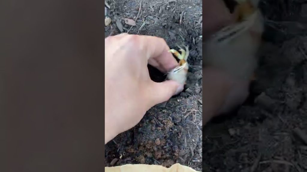 Growing the world's most expensive spice