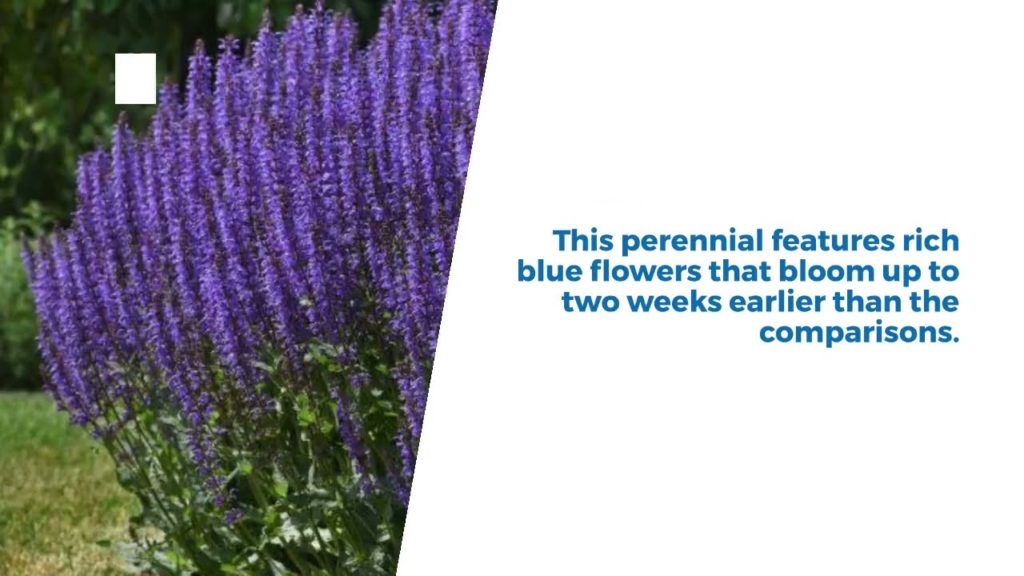All-America Selections Flowers & Vegetables: Salvia Blue by You Salvia Blue by You