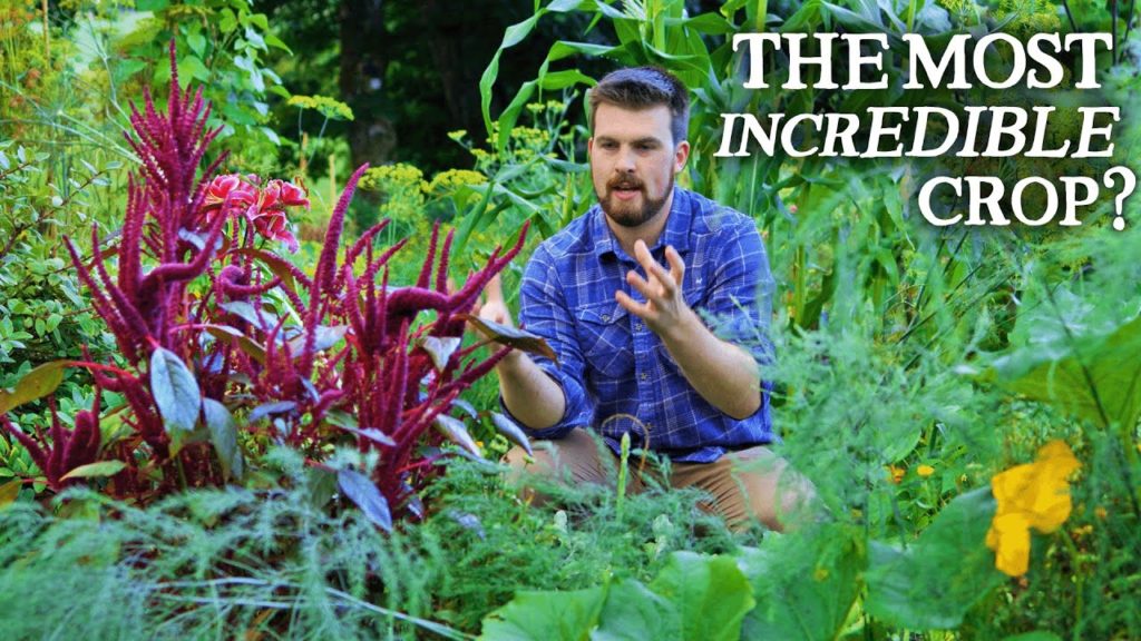 Huw Richards: Amazing Raised Bed Kitchen Garden Packed With Food in August Amazing Raised Bed Kitchen Garden Packed With Food in August