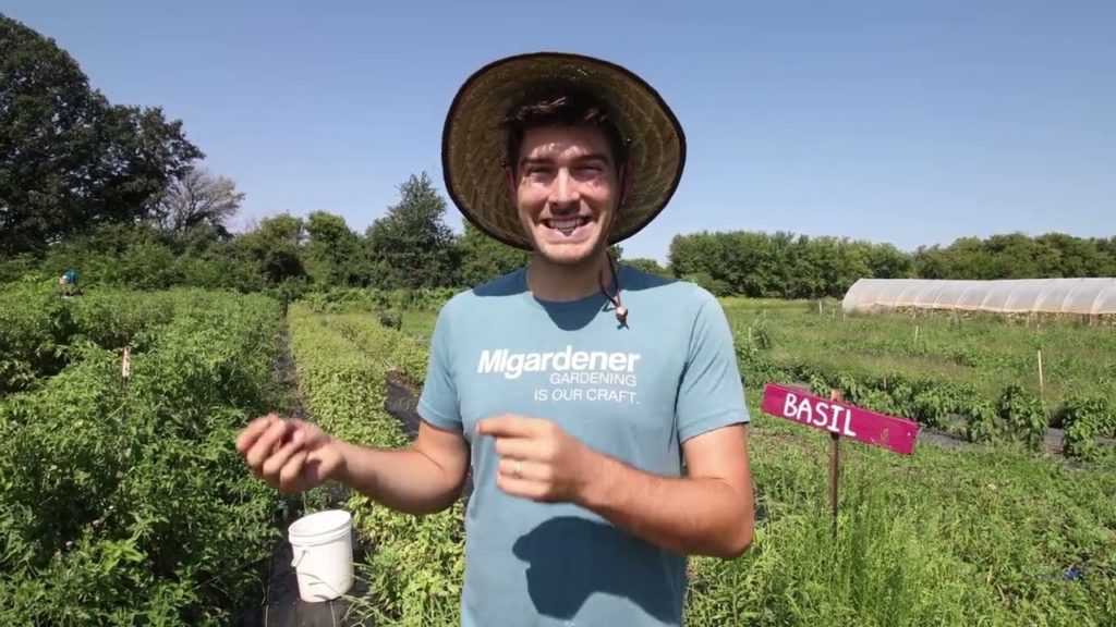 Harvesting 300 POUNDS of Giant Crimson Tomatoes!