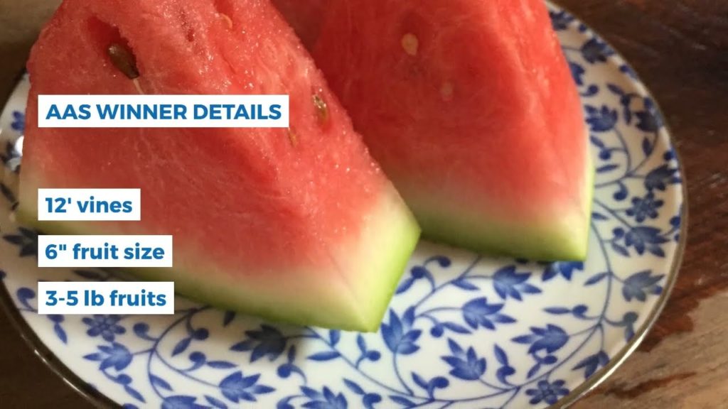 Watermelon Rubyfirm F1