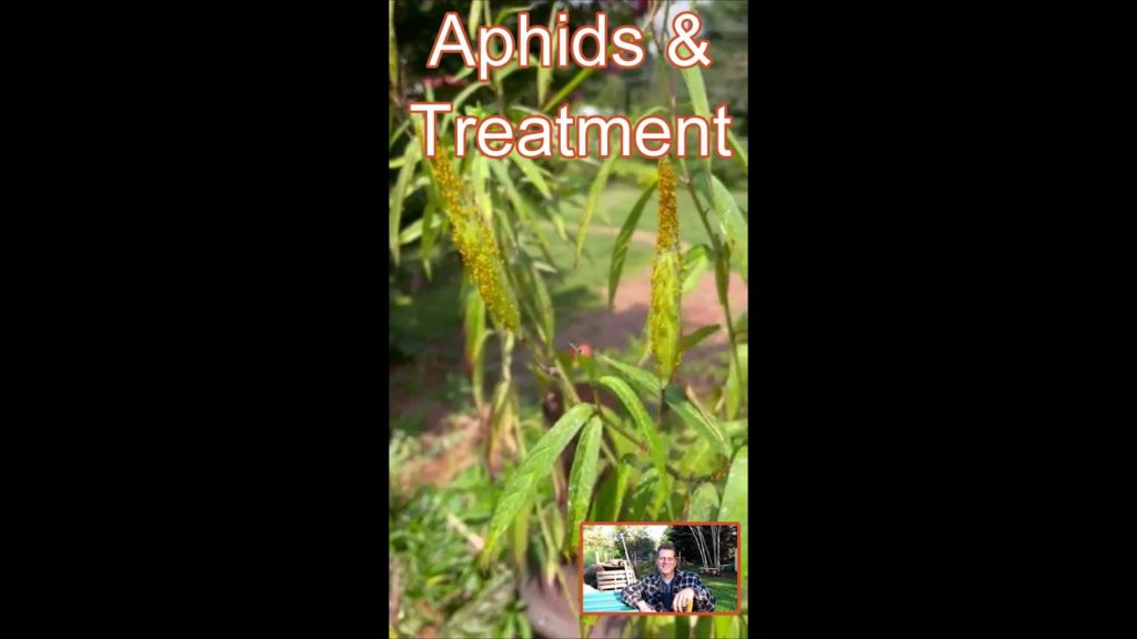 Identifying & Treating Garden Aphids: The Rusted Garden 60 Second Gardening Videos # Shorts