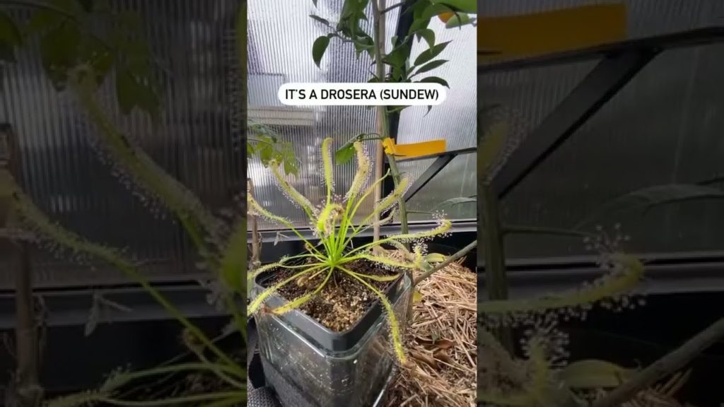 This plant kills pests for you