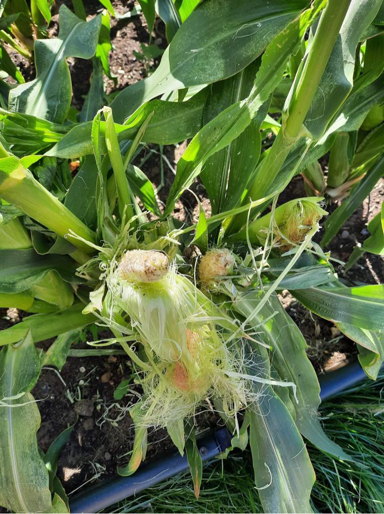 Vegetable Gardening: What is attacking my corn? - All For Gardening