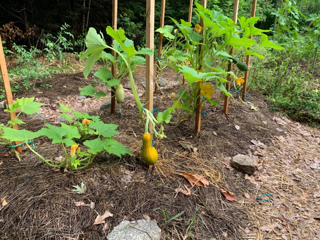 Yellow squash 3 ways…