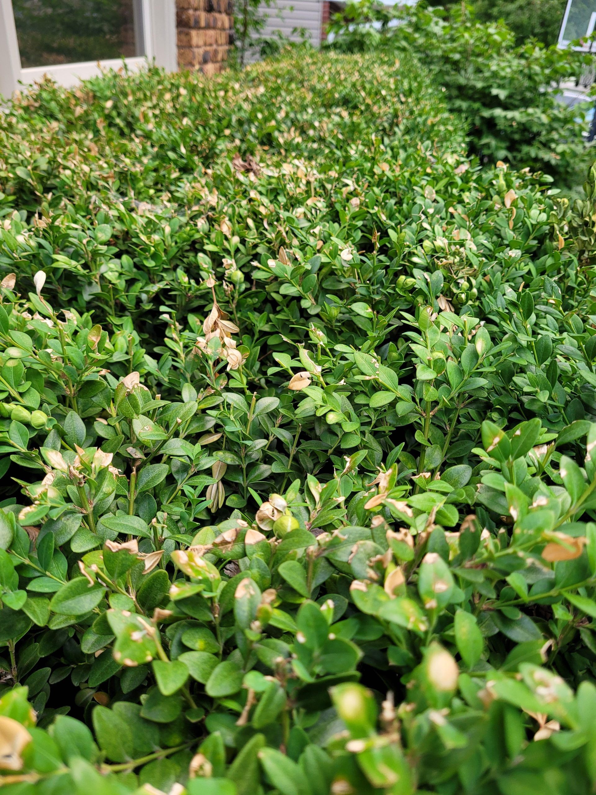 All For Gardening Bush Leaves Turning Yellow What Is Happening All 
