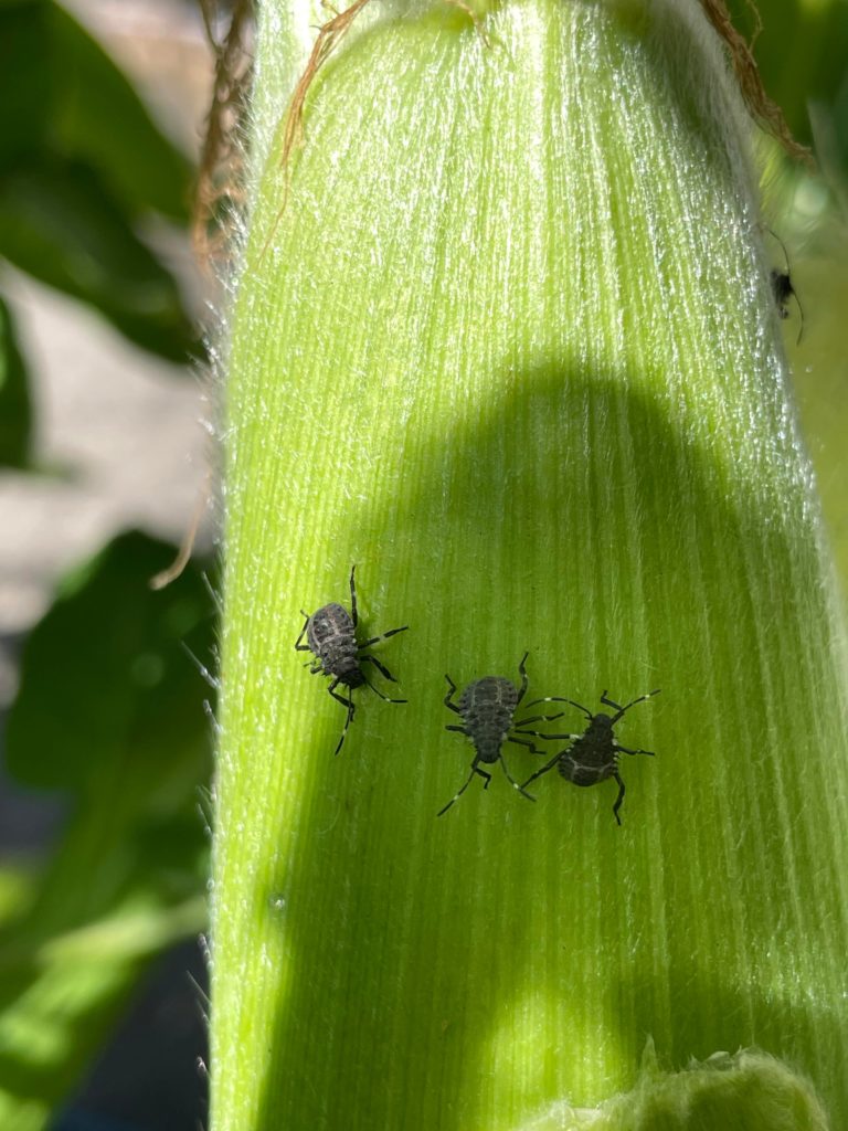 What are these lil’ fellas? In the PNW, they’re on my corn and tomatoes.