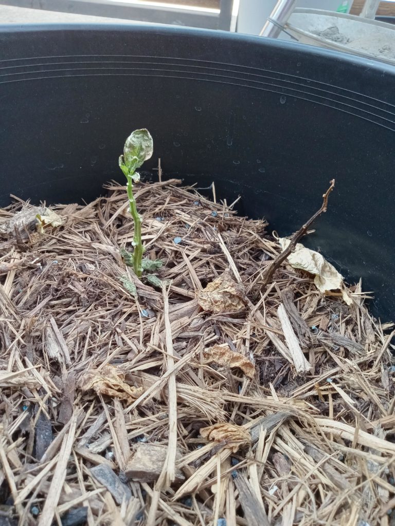 Zone 8. Carolina Reaper is sad. As you can see the one to the right gave up on life. Any advice?