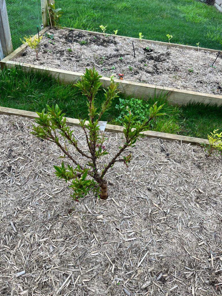 My peach tree 1 week after spring started