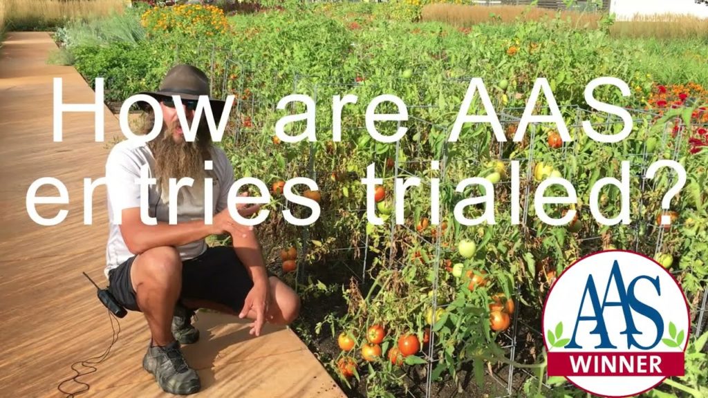 All-America Selections Flowers & Vegetables: How are AAS entries trialed? Learn how you can get the best varieties for your garden! How are AAS entries trialed? Learn how you can get the best varieties for your garden!