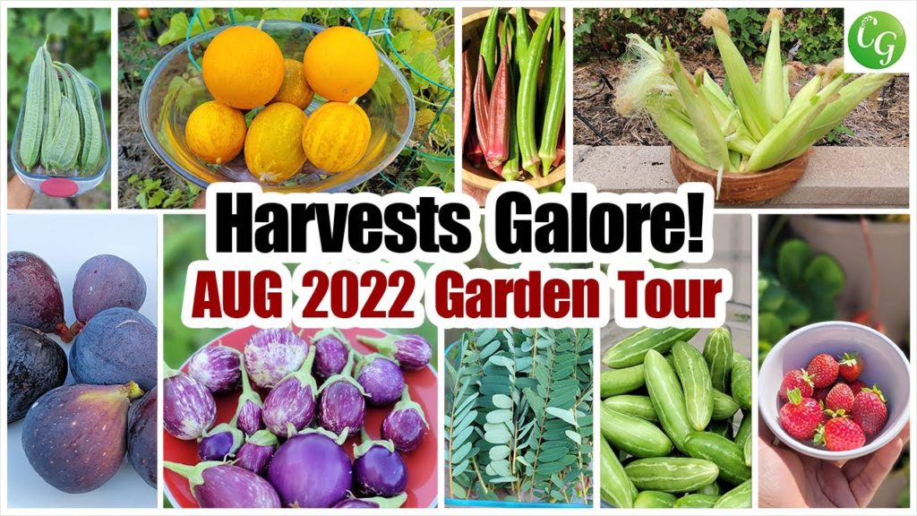 California Gardening: Harvests Galore! California Gardening Aug 2022 Garden Tour, Tips, Recipes and More! Harvests Galore! California Gardening Aug 2022 Garden Tour, Tips, Recipes and More!