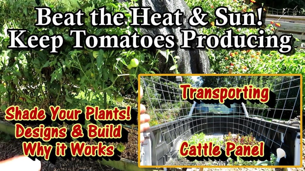Keep Tomato Plants Producing All Year Long by Using A Cattle Panel Shade Trellis: Stop Blossom Drop!