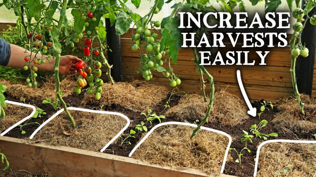 Huw Richards: The Biggest Undercover Growing Mistake (And How to Fix It) The Biggest Undercover Growing Mistake (And How to Fix It)