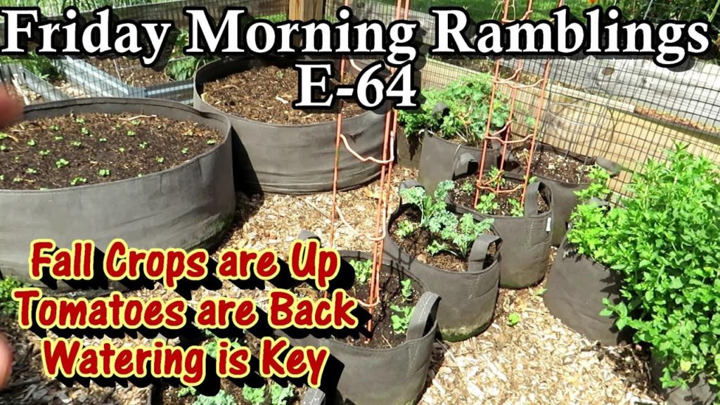 Cool Weather/Fall Plant Progress, Garden Turnover,  Care & Tour:  FM Gardening Ramblings E-65