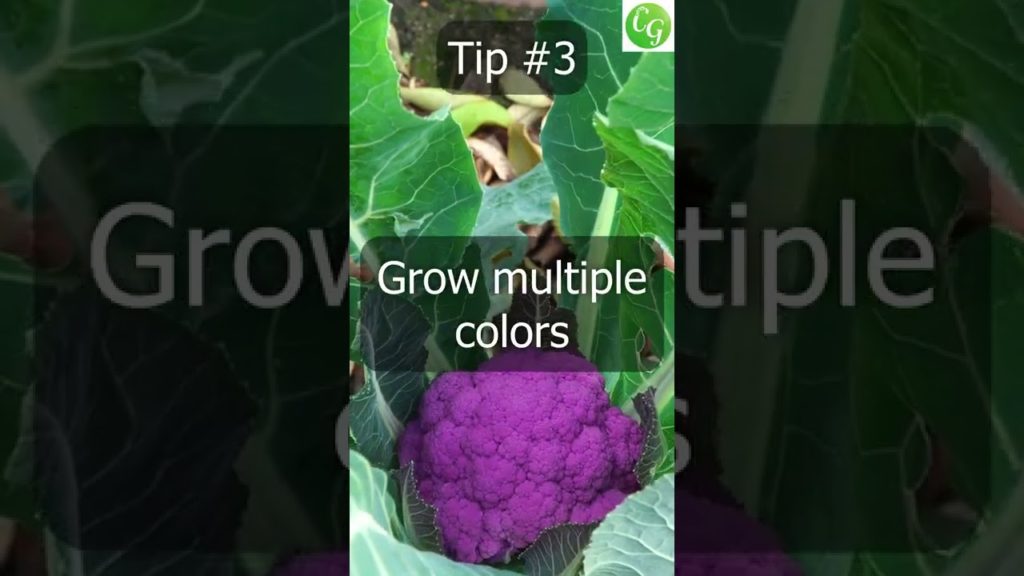 5 Quick Tips To Grow a LOT of Cauliflower