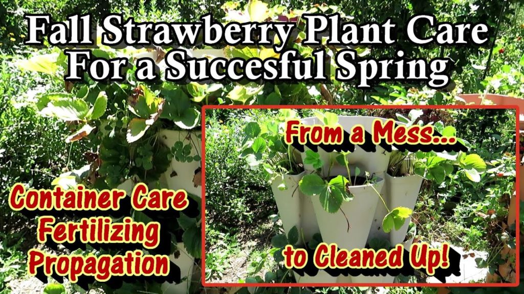 Gary Pilarchik: Fall/Winter Container Strawberries & Tower Maintenance: Soil Care, 2 Ways to Propagate, Fertilizing Fall/Winter Container Strawberries & Tower Maintenance: Soil Care, 2 Ways to Propagate, Fertilizing