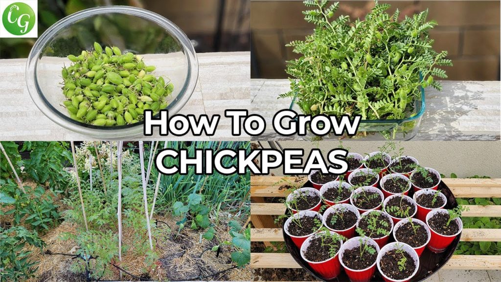 California Gardening: Growing Chickpeas/ Garbanzo Beans / Harbara in your garden Growing Chickpeas/ Garbanzo Beans / Harbara in your garden